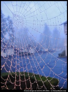 Frozen Drops on Web