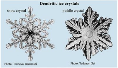 The Snowflake’s Closest of Kin